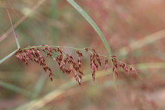 Melinis repens